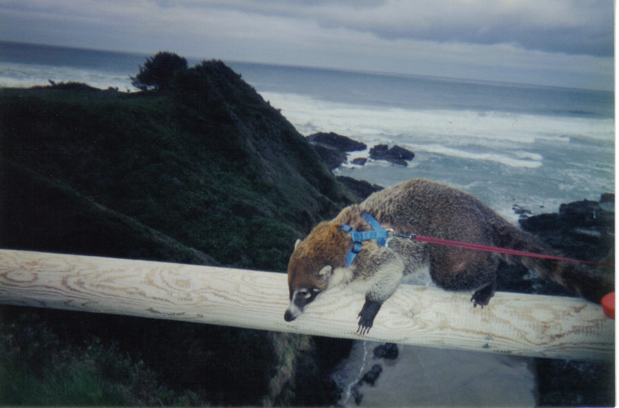 amanda-at-the-beach.jpg