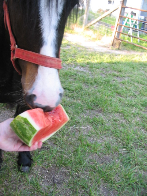 watermelon.JPG