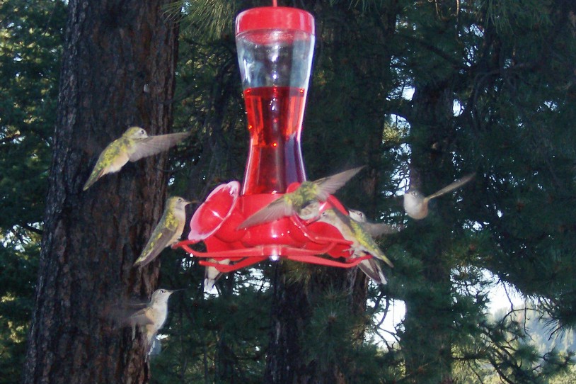 8-hummingbirds.JPG