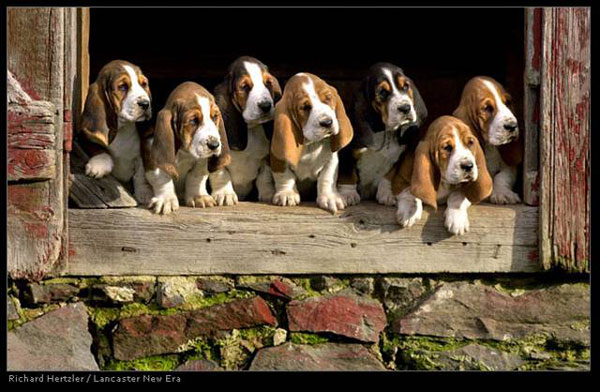 dogsbassetts1.jpg