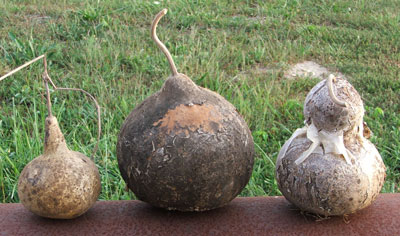 drygourd400x236.jpg