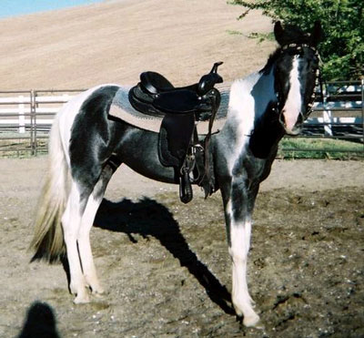 pony1.jpg