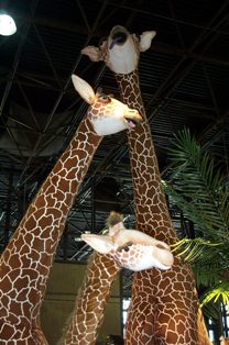 HANSA-GIRAFFES.jpg