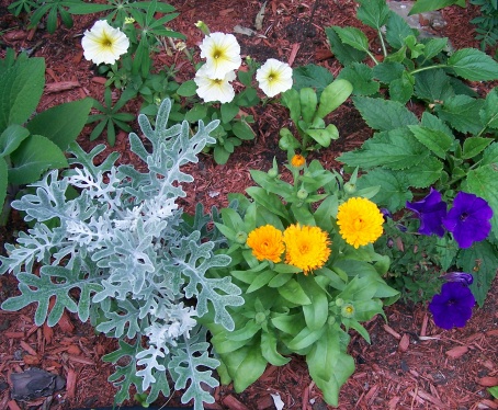 Calendulas-dusty-miller.jpg