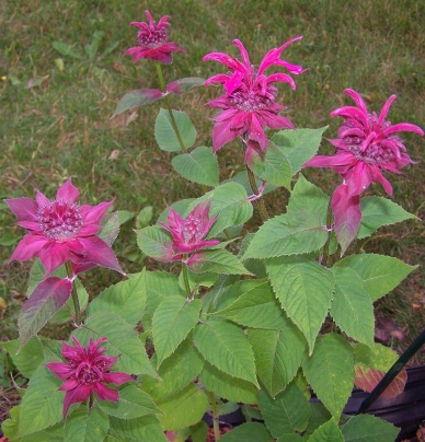 TT--Beebalm.jpg