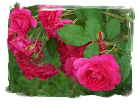 TT-neil-s-roses.jpg