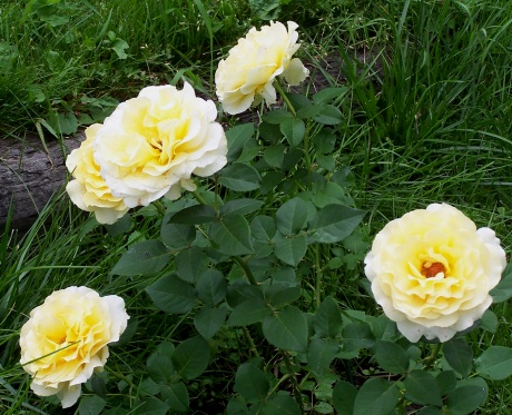 TT-yellow-roses.jpg