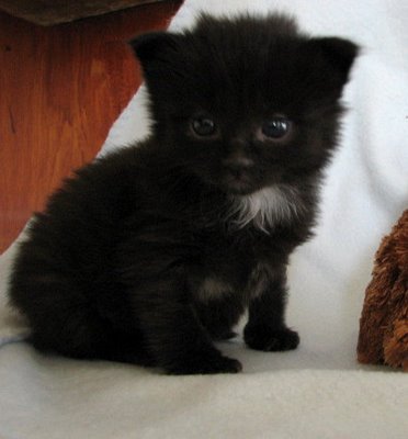 kittenblack.jpg