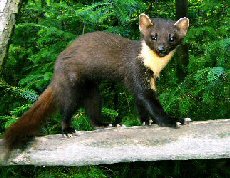 male_pine_marten_in_summer_coat.jpg