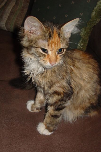 tinkersophie4.jpg