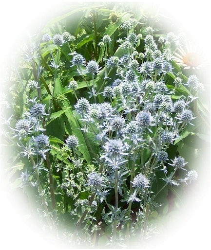 ttFlowers7-2.jpg