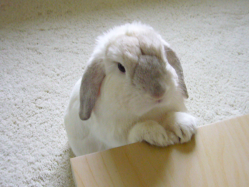 2carrots2go.jpg