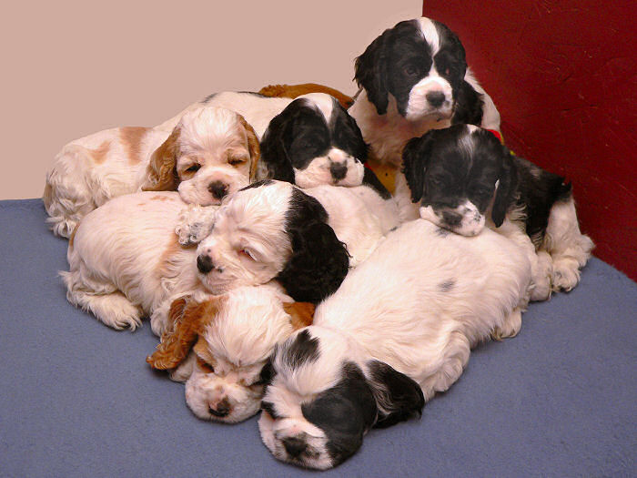 Abbys2004Litter-7WeeksOld.jpg