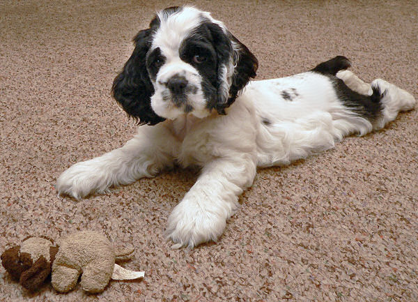 Abbys2004Litter-Molly-8WeeksOld.jpg