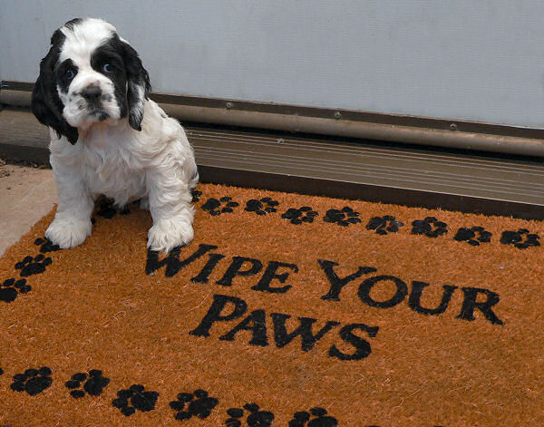 Abbys2004Litter-Molly-WipeYourPaws2.jpg