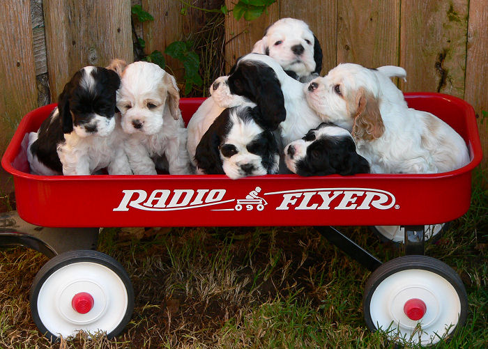 Abbys2004Litter-SixWeeksOld-RadioFlyer.jpg