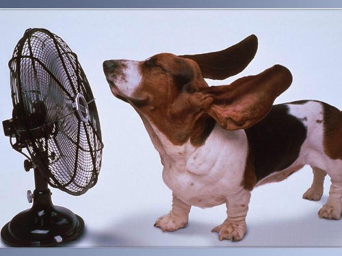 Animal-Funny-00041.jpg