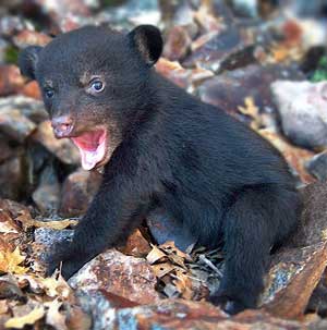 Baby-Bear.jpg