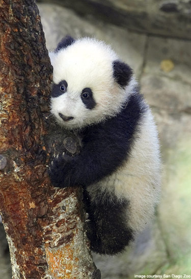 BabyPandaExhibit-001-Med_12_14_05.jpg