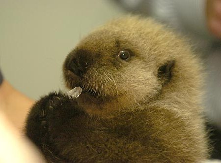 Baby_Otter_12a.jpg