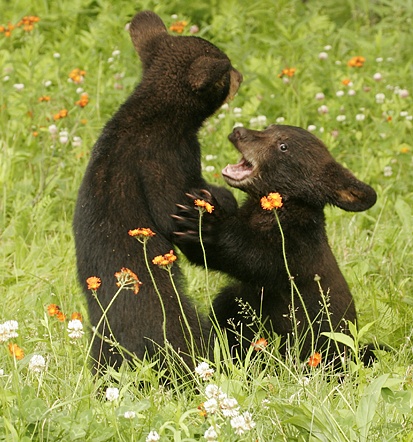 Bear_Cubs2.jpg
