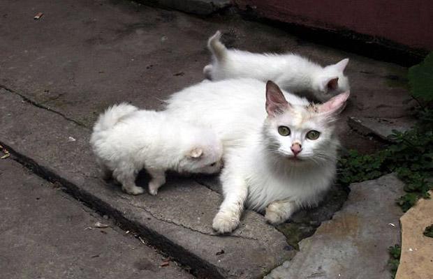 Cat-puppies_1436069i.jpg