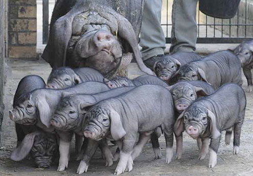 ChineseMeishanpigs2.gif
