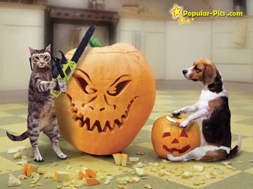 Halloween-cat-dog.jpg