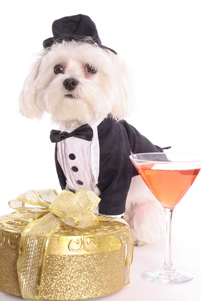 Happy_New_Year_Dog22.jpg