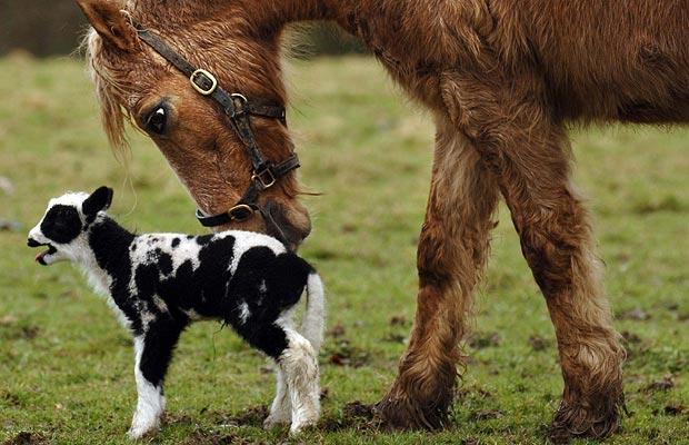 Horse-adopt-lamb_1365767i.jpg