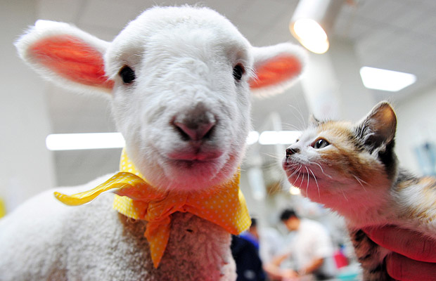 Lamb-cat_1448926i.jpg