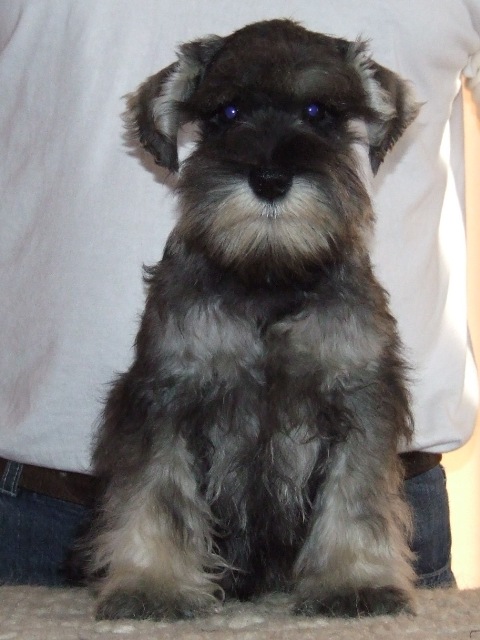 Miniature_Schnauzer_1.jpg