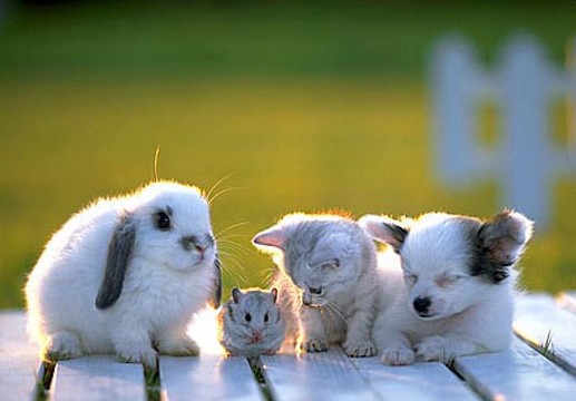 TooDamnedCute.jpg