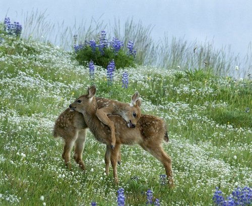 adorabledeer.gif