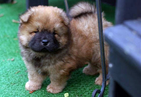 adorablepup.gif