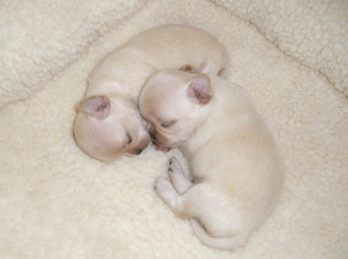 adorablepups.jpg