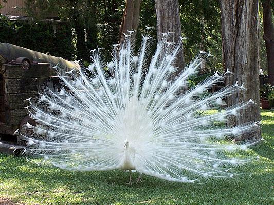 albinopeacock1.gif
