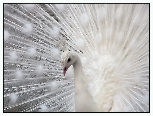 albinopeacock2.gif