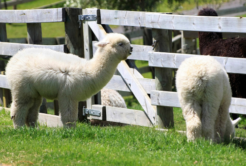 alpaca.gif