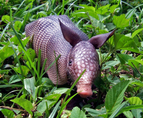 armadillobaby.gif