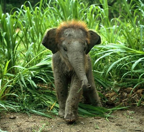 asian-elephant-baby.jpg