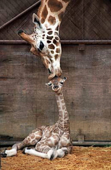 awesome-baby-Giraffe-kiss.jpg