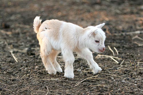 baby-alpaca1.jpg