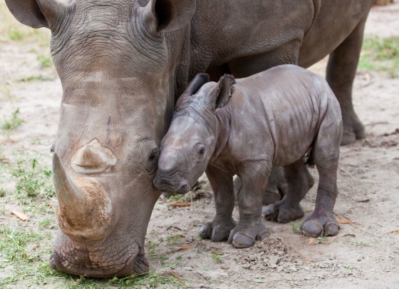 baby-rhino3-crop.jpg