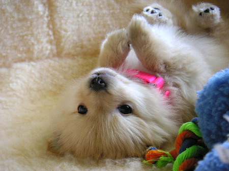 baby_animals02.jpg