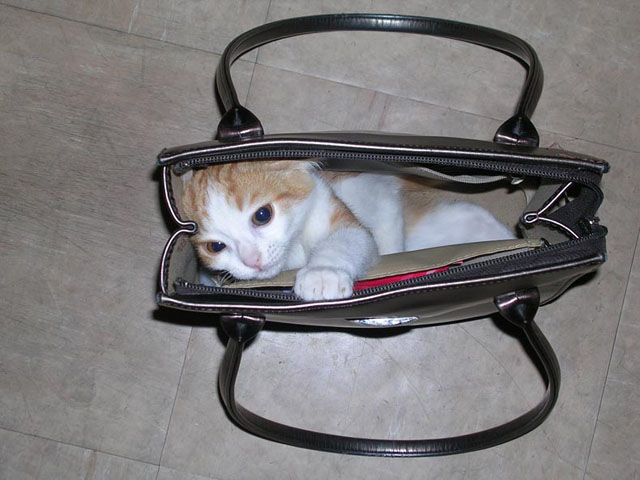 baby_animals_4.jpg