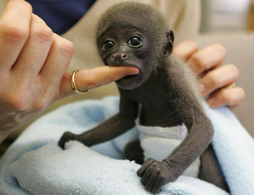 baby_monkey_1.jpg