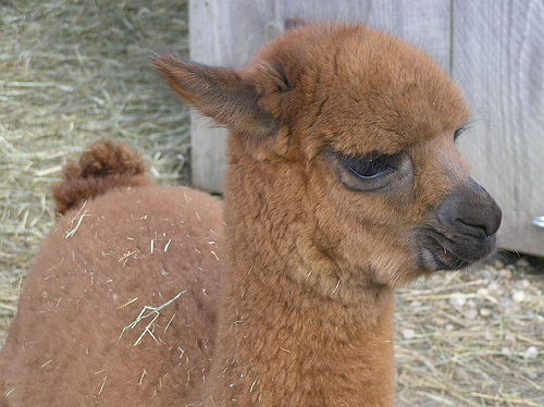babyalpaca2.jpg