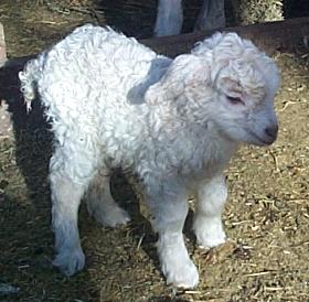 babyangora3.jpg