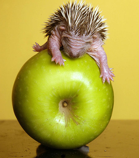 babyapple.jpg